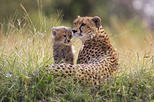 Cango Wildlife Ranch