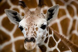 Busch Gardens Tampa Bay
