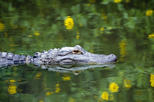 Sawgrass Recreation Park