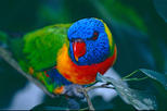 Birdworld Kuranda