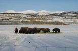 Yukon Wildlife Preserve