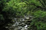 Mossman Gorge