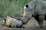 Hluhluwe-Imfolozi Park