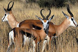 Aquila Private Game Reserve
