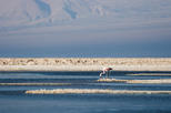 Atacama Salt Flats (Salar de Atacama)