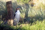 Penguin Place