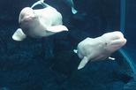 Georgia Aquarium