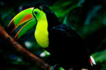 Woodland Park Zoo