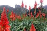 Kirstenbosch National Botanical Garden