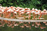 Jurong Bird Park