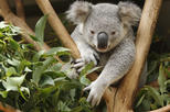 Australia Zoo