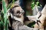 Healesville Sanctuary