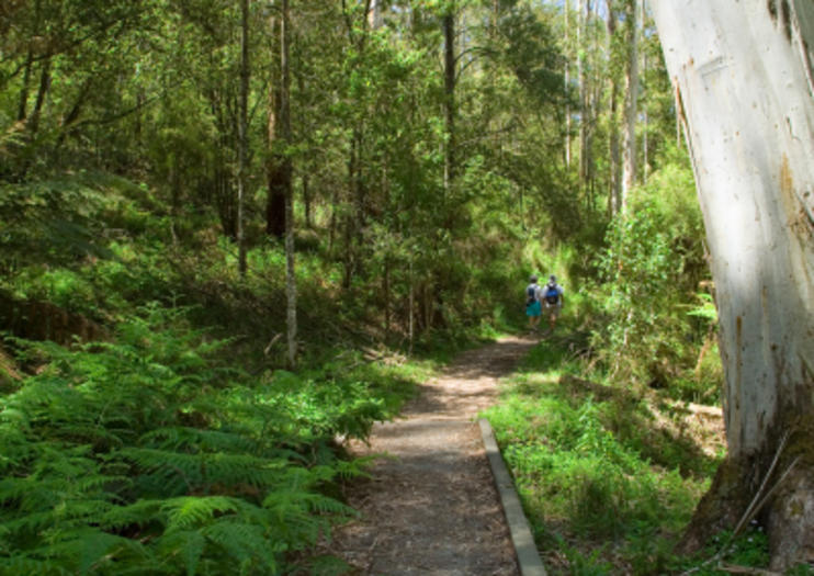 Dandenong Ranges