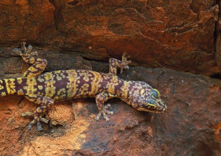 Watarrka National Park