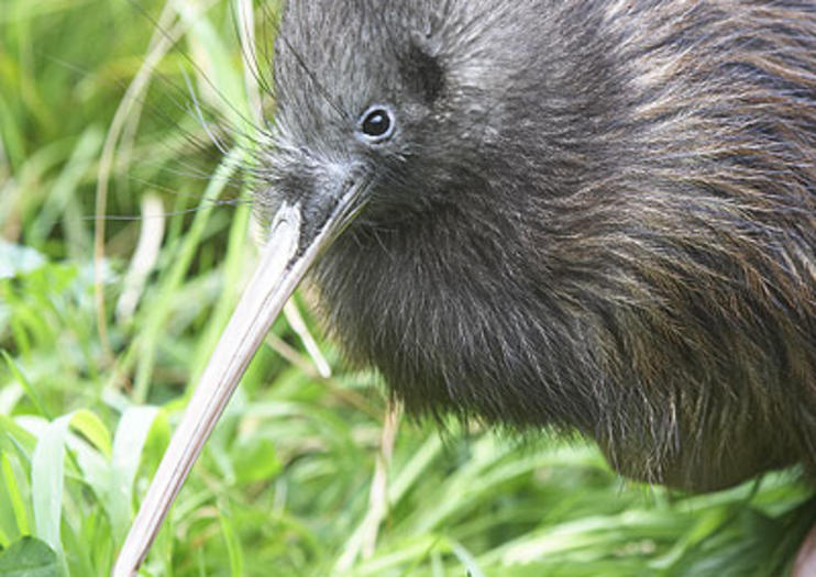 Willowbank Wildlife Reserve