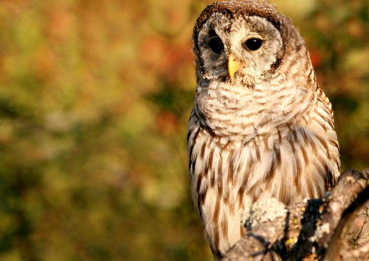Alaska Raptor Center