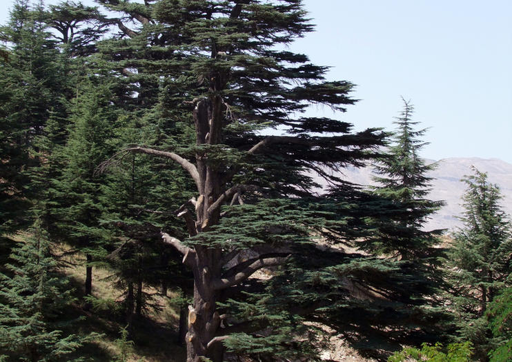 Forest of the Cedars of God (Horsh Arz el-Rab)