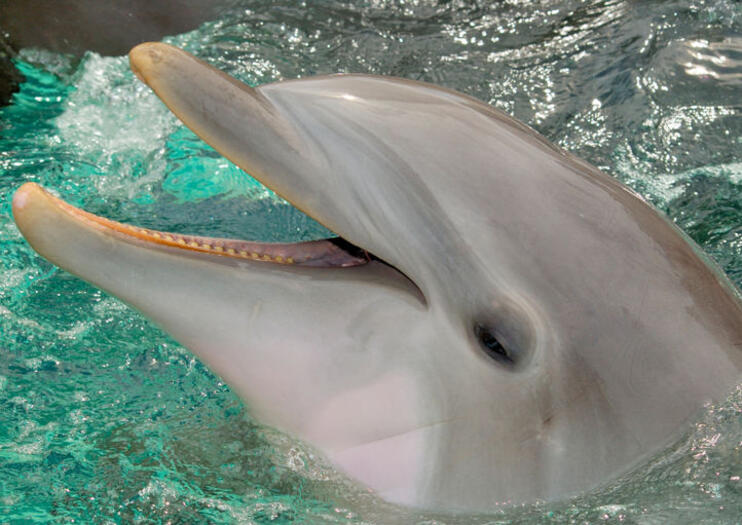 SeaWorld Orlando