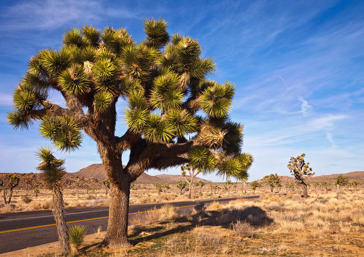 The Best Joshua Tree National Park Tours & Tickets 2021 - Palm Springs