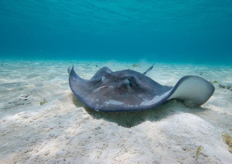 Caye Caulker Marine Reserve