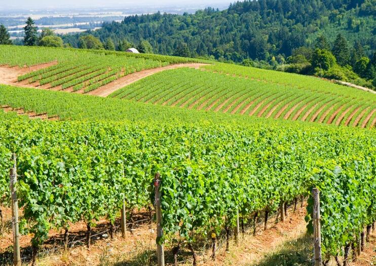 The 5 Best Willamette Valley Tours & Tickets 2020 - Portland | Viator