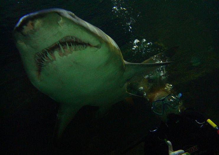 Manly SEA LIFE® Sanctuary
