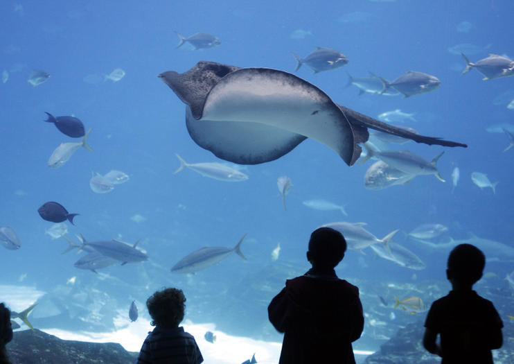 The Best Galway Atlantaquaria Tours & Tickets 2020 | Viator