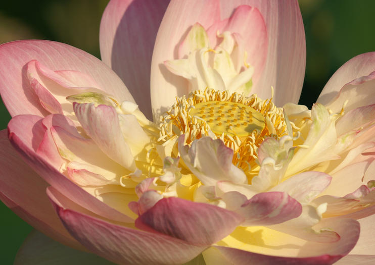 Kenilworth Park and Aquatic Gardens