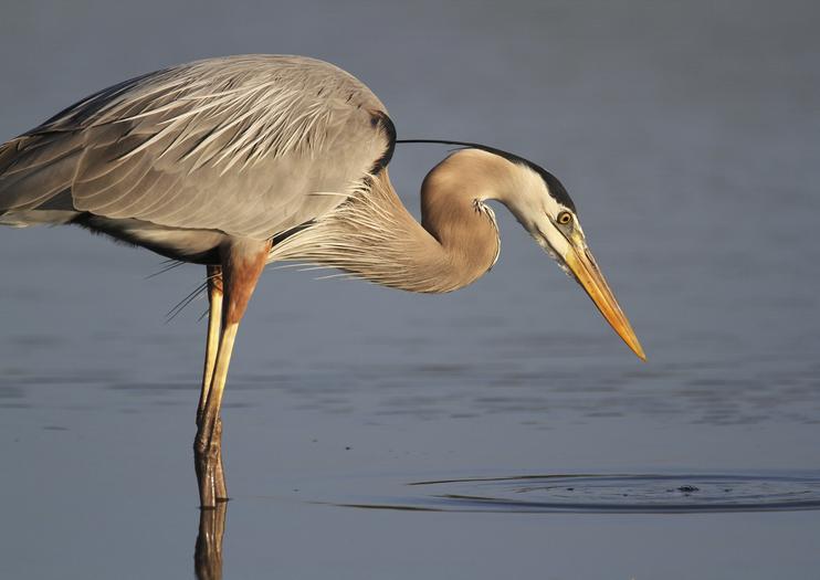 J.N. Ding Darling National Wildlife Refuge