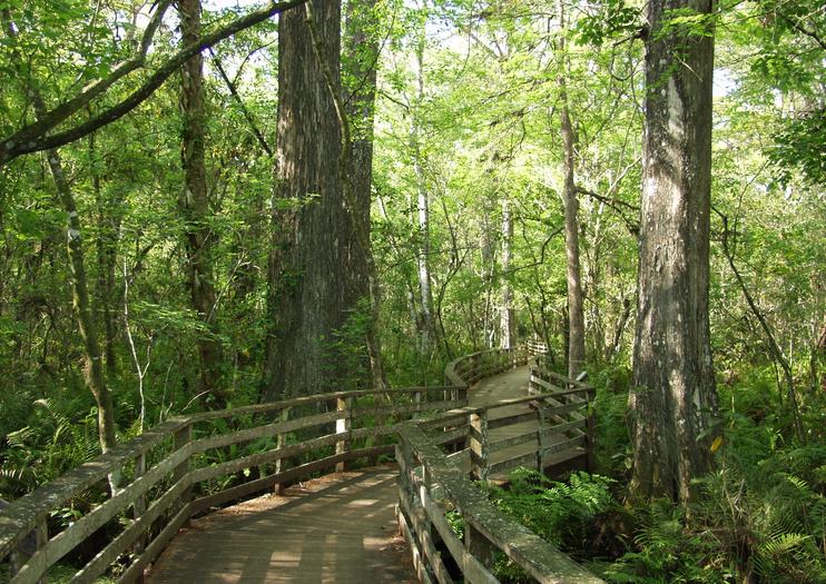 Six Mile Cypress Slough Preserve