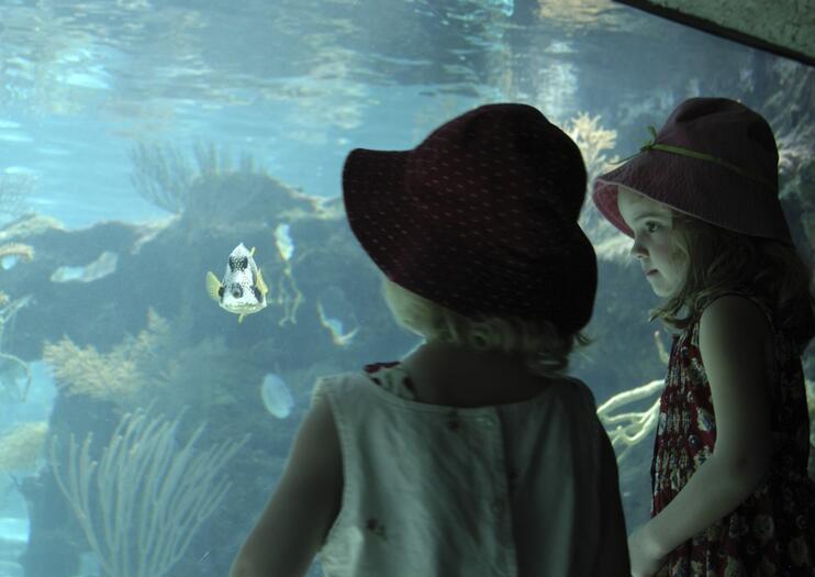 Mazatlan Aquarium (Acuario Mazatlán)