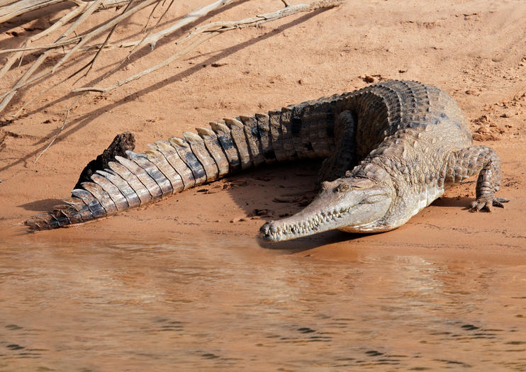 How to Spot Wildlife in Darwin - 2020 Travel Recommendations | Tours