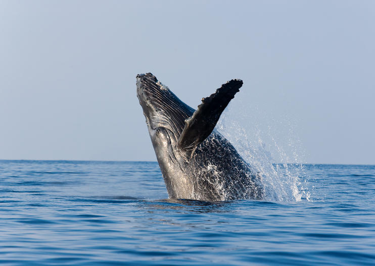 Whale Watching Tours on Oahu - 2020 Travel Recommendations | Tours