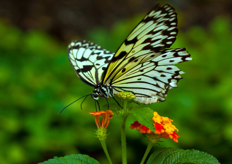 Top Attractions for Nature Lovers in Kuala Lumpur