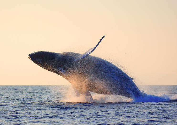 Whale Watching Tours in Hawaii - 2020 Travel Recommendations | Tours