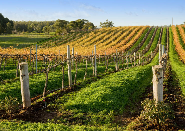 Wine Tours in Adelaide 2020 Travel Tours, Trips & Tickets Viator