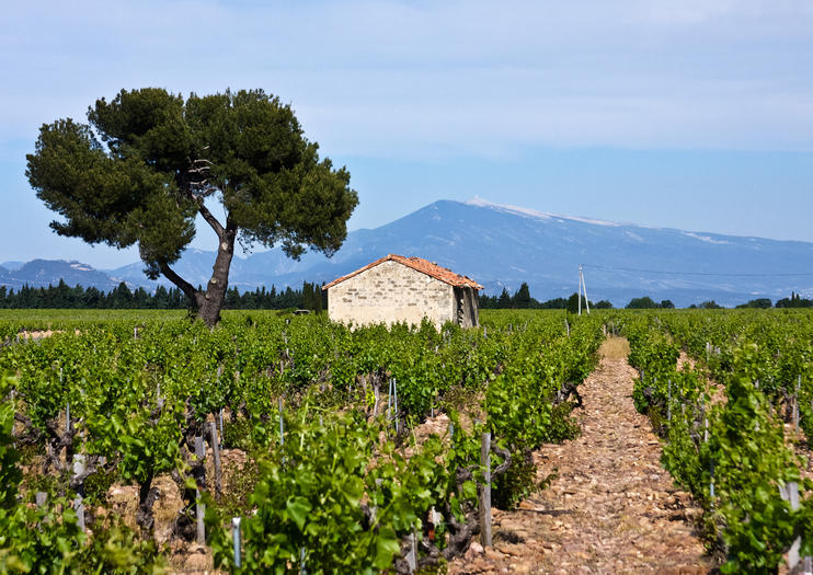Wine Tasting in Provence
