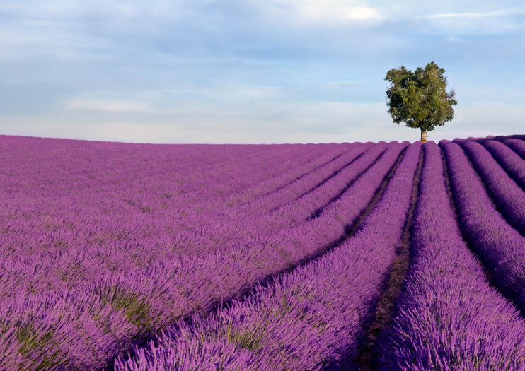 provence france lavender tours