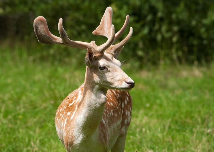 Paradise Valley Springs Wildlife Park