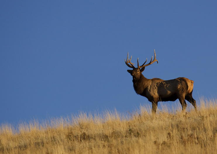 national elk refuge