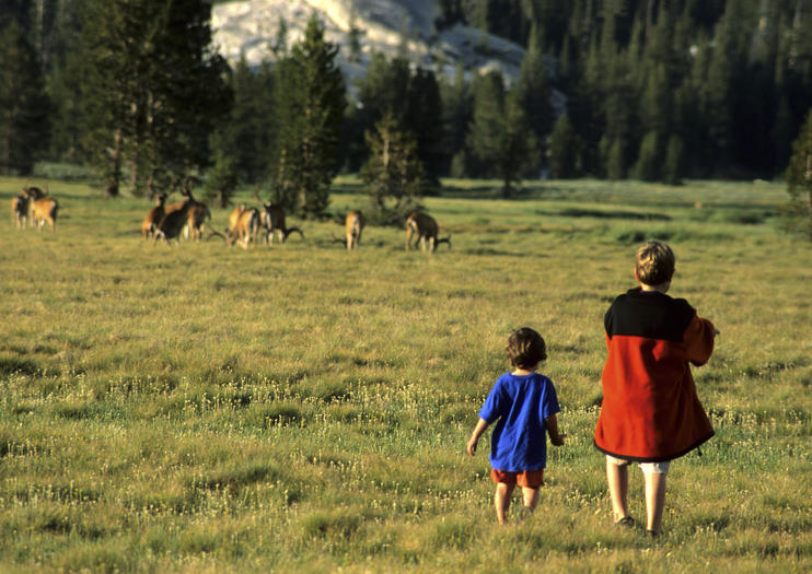 yosemite national park wildlife tours