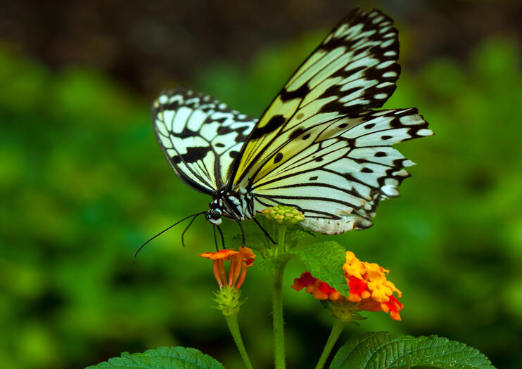 Butterfly Hill Samui