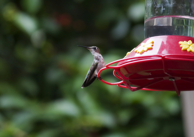 Wing Haven Garden and Bird Sanctuary