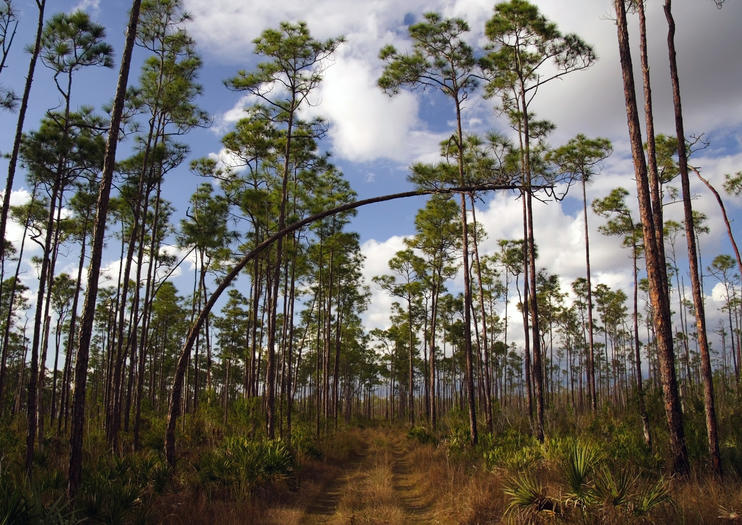 best hikes in the everglades