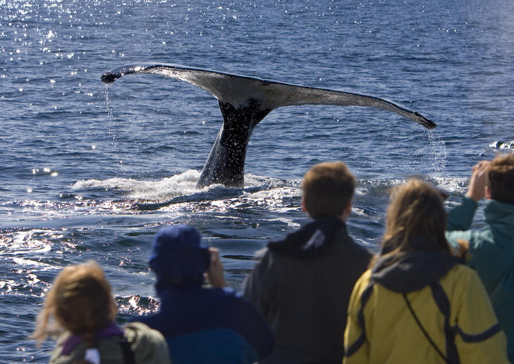 Whale Watching Tours in Perth - 2020 Travel Recommendations | Tours