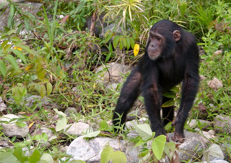 Chimp Eden: The Jane Goodall Institute