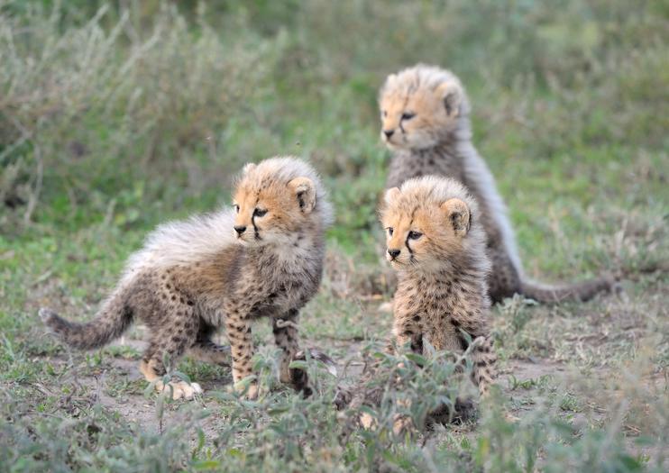 Hoedspruit Endangered Species Center