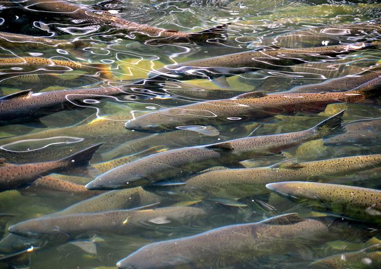 Whitehorse Fish Ladder and Hatchery