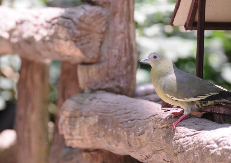 Cairns Zoom & Wildlife Dome