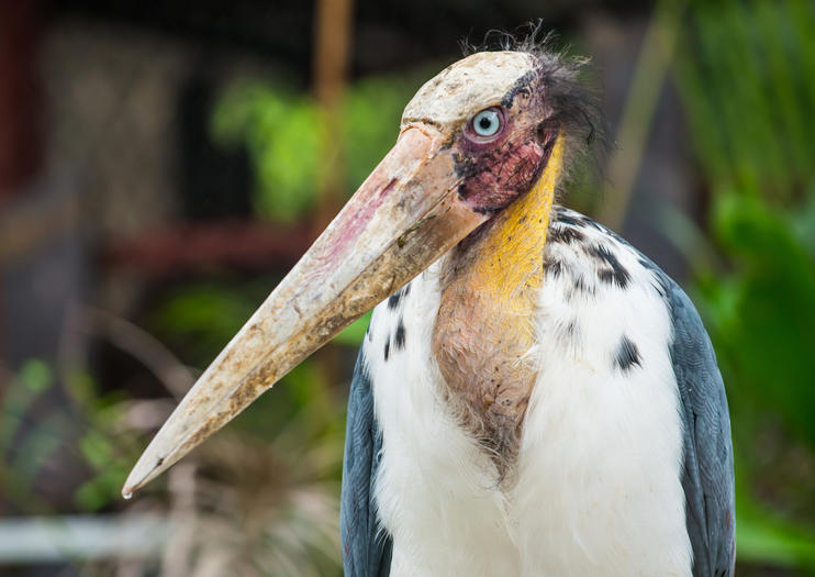 Angkor Centre for Conservation of Biodiversity (ACCB)